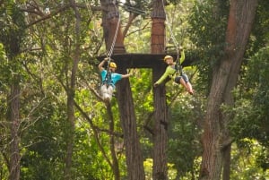 Big Island: 3-Hour Kohala Canopy Zipline Adventure