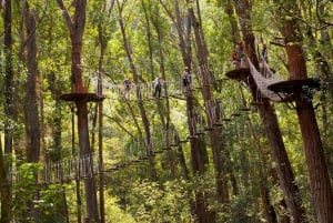 Big Island: 3-Hour Kohala Canopy Zipline Adventure