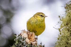 Big Island: Fugletur med ekspertguide