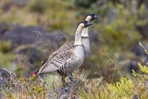 Big Island: Fugletur med ekspertguide