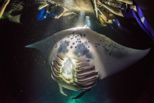 Big Island: Night Swim with Manta Ray with Hot Chocolate