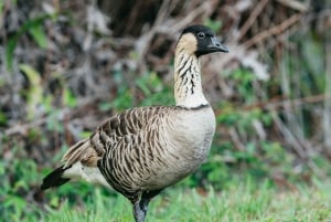 Big Island: Vulkanutforskning om kvelden fra Hilo