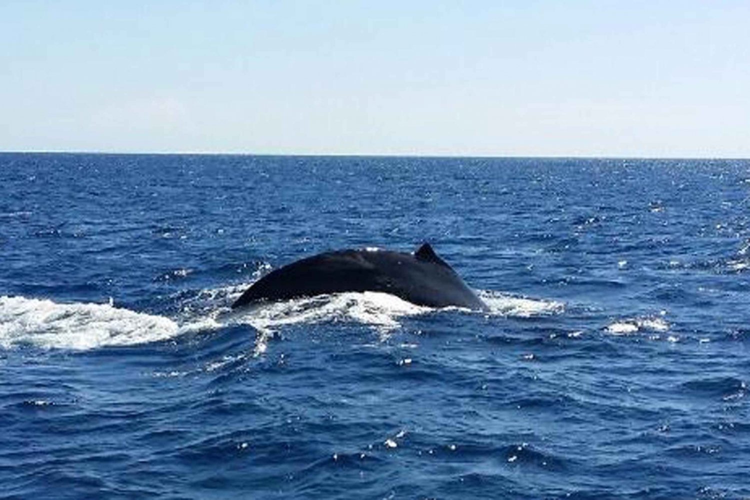 Hawaii: Waikoloa Whale Watch