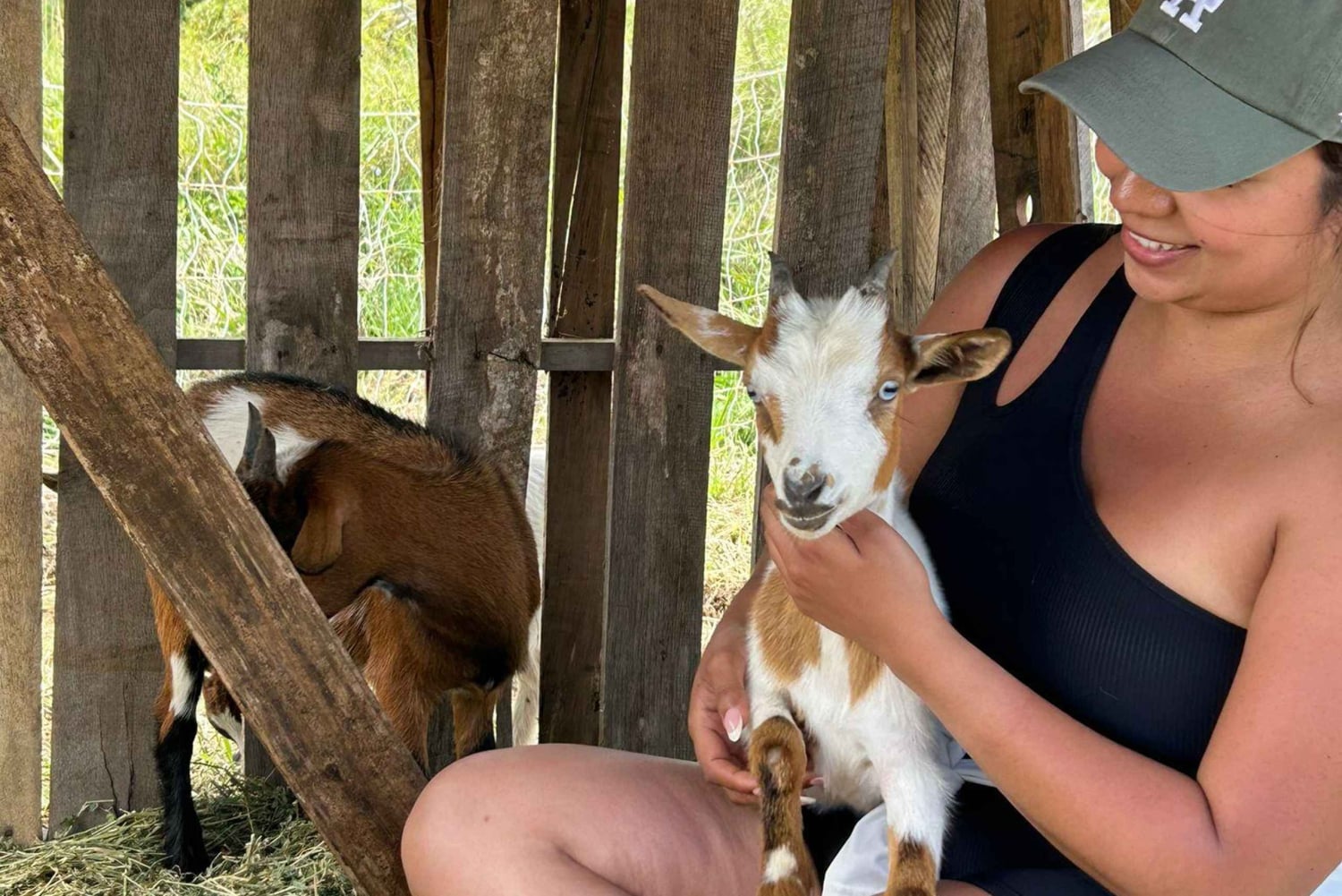 Big Island: Mata och gosa med babygetter