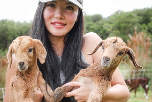 Big Island: Mata och gosa med babygetter