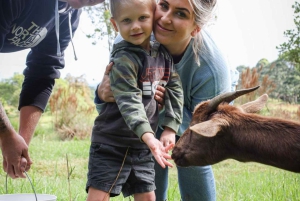 Big Island: Mata och gosa med babygetter