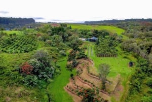 Big Island Hawaii: Chokolade-smagning og rundtur på gården