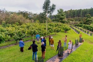 Big Island Hawaii : Dégustation de chocolat artisanal et visite de la ferme