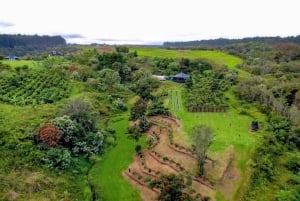 Big Island Hawaii : Dégustation de chocolat artisanal et visite de la ferme