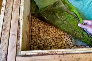 Big Island Hawaii : Dégustation de chocolat artisanal et visite de la ferme