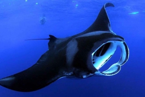 Big Island, Hawaii: Night Manta Ray Snorkel Experience