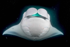 Big Island, Hawaii: Night Manta Ray Snorkel Experience
