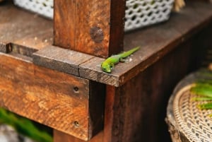 Big Island, Hawaii: Volcano and Stargazing Tour with Dinner