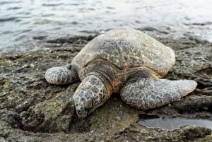 Ilha Grande: Parque Nacional dos Vulcões do Havaí e excursão a Hilo