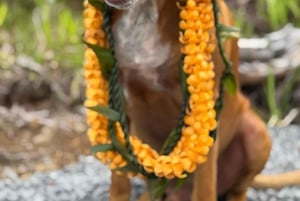 Big Island: vivencia a cultura havaiana no Ohana Ranch