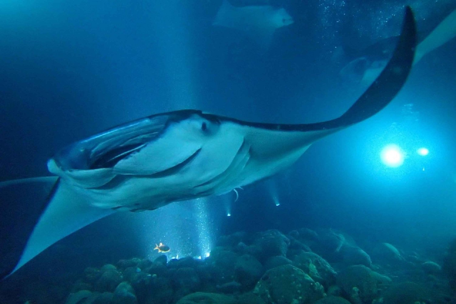 hawaii big island swim with manta rays