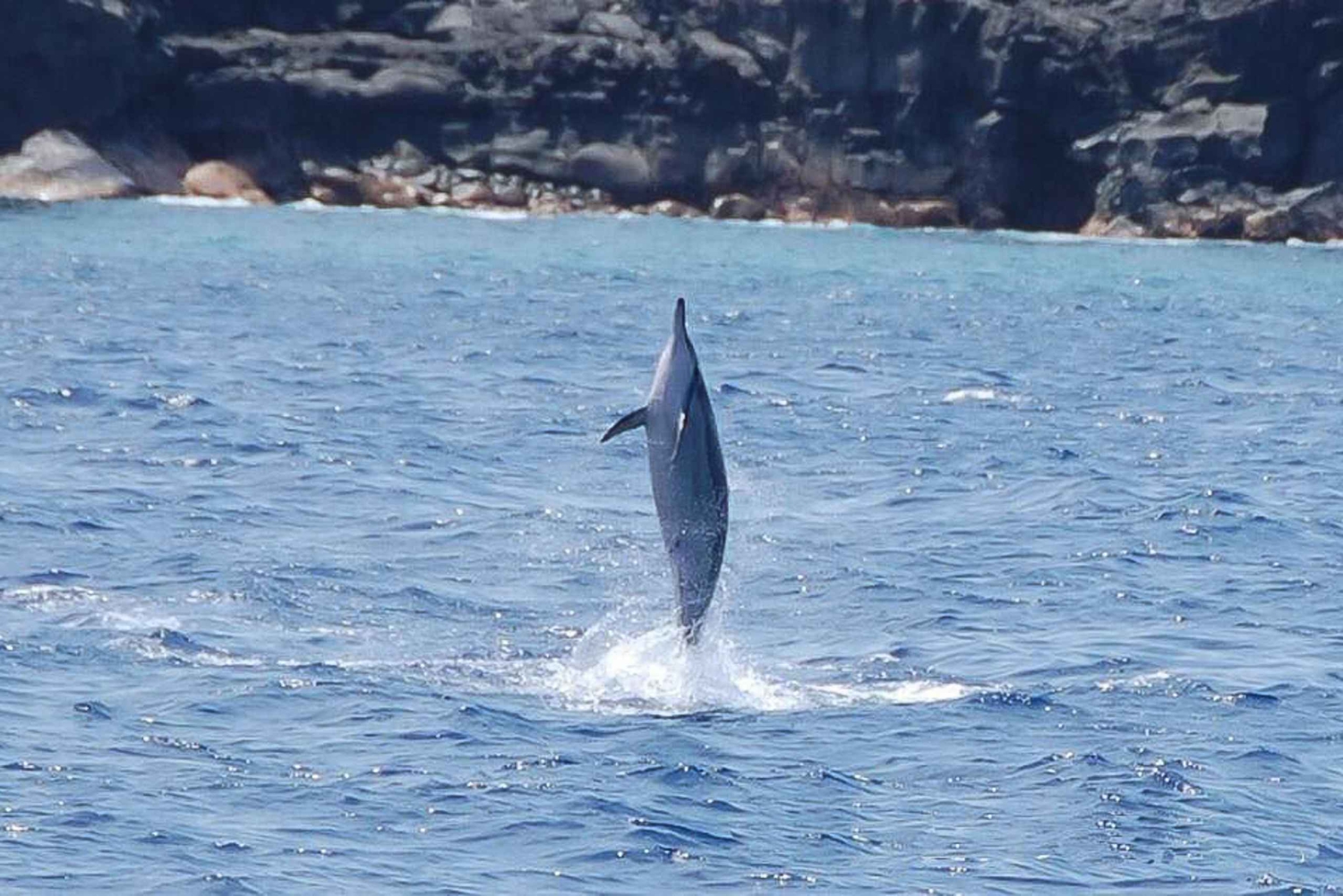 Isola Grande: Baia di Kealakekua, tour del Capitano Cook e della fauna marina