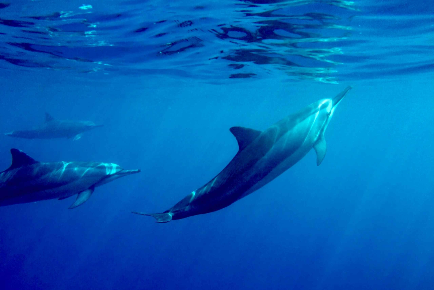 Isola Grande: Baia di Kealakekua, tour del Capitano Cook e della fauna marina