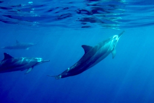 Isola Grande: Baia di Kealakekua, tour del Capitano Cook e della fauna marina