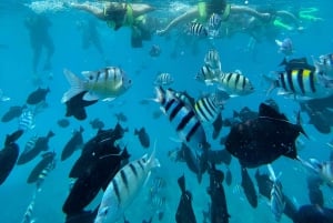 Kona Afternoon Dolphin Watch & Snorkel op het Big Island