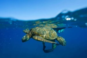 Kona Afternoon Dolphin Watch & Snorkel op het Big Island