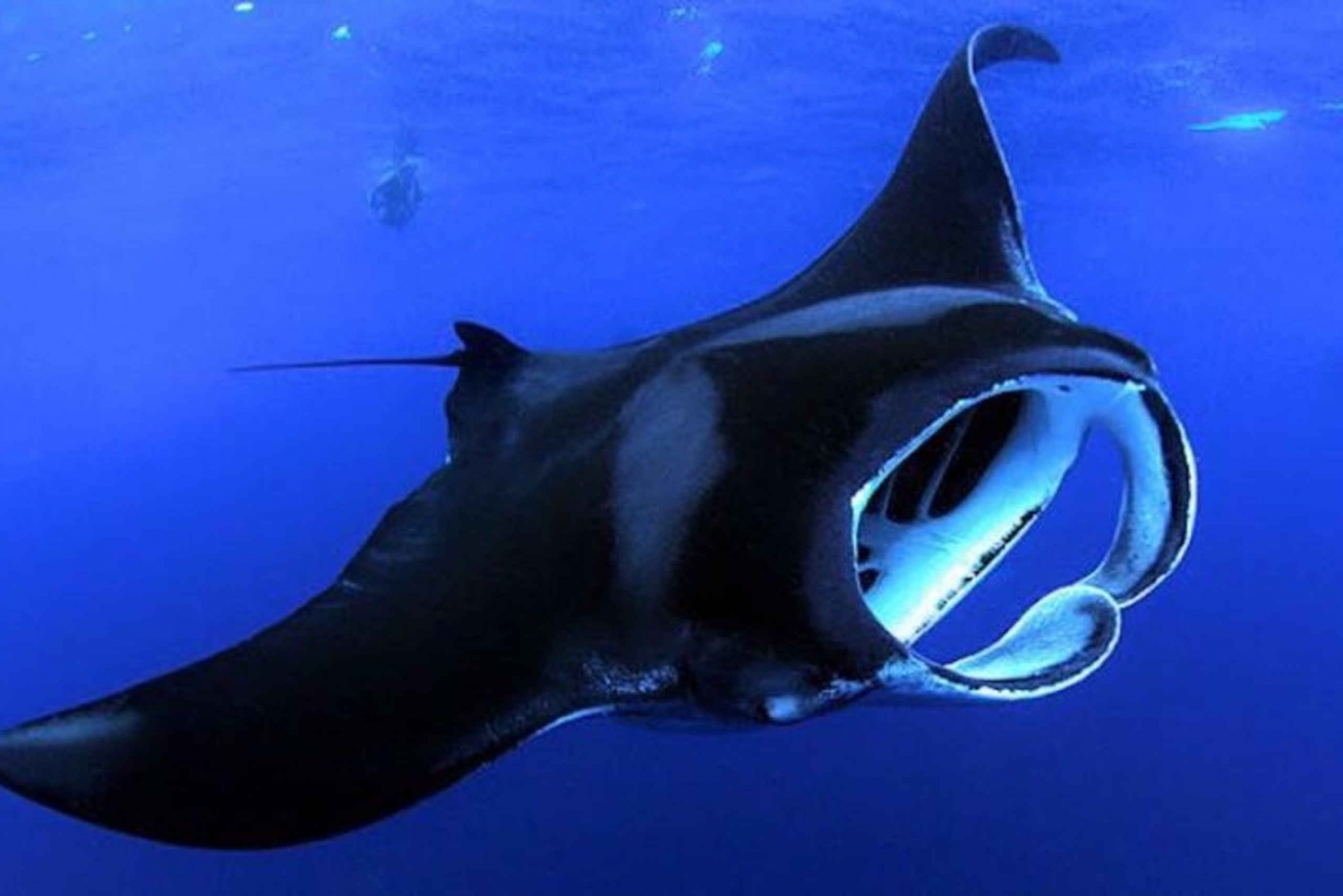 manta ray snorkel kona manta ray snorkel kona