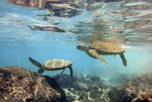 Big Island: Kona Halbtagestour mit Schnorcheln und Mittagessen