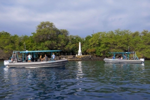 Big Island: Kona Halbtagestour mit Schnorcheln und Mittagessen