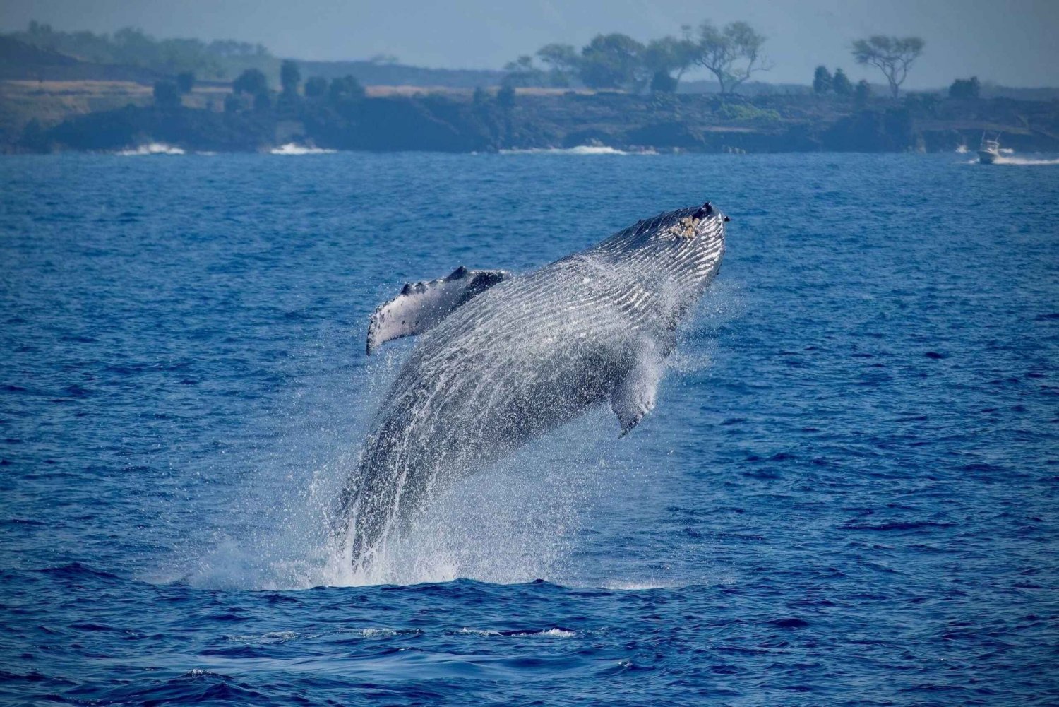 Isla Grande: Avistamiento de Ballenas en la Super Balsa de Kona