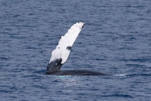 Big Island: Kona Super Raft Whale Watch