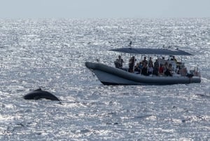 Big Island: Kona Super Raft Whale Watch