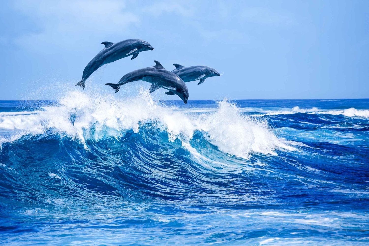 Grande île : Excursion en catamaran de luxe le long de la côte de Kona