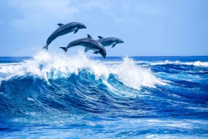Grande île : Excursion en catamaran de luxe le long de la côte de Kona