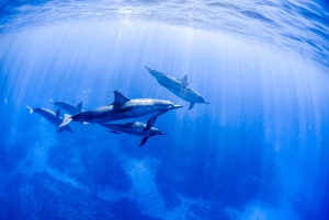 Grande île : Excursion en catamaran de luxe le long de la côte de Kona