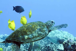 Grande île : Excursion en catamaran de luxe le long de la côte de Kona