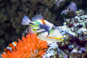 Grande île : Excursion en catamaran de luxe le long de la côte de Kona
