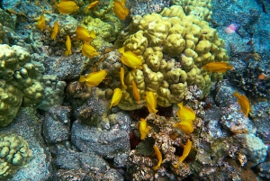 Grande île : Excursion en catamaran de luxe le long de la côte de Kona