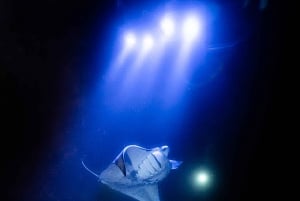 Big Island: Manta Ray Snorkel Boat Tour