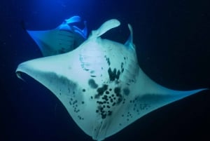 Big Island: Manta Ray Snorkel Boat Tour