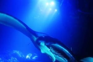 Big Island: Manta Ray Snorkel Boat Tour