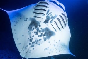 Big Island: Manta Ray Snorkel Boat Tour