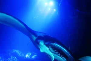 Big Island: Manta Rochen Schnorchel Bootstour