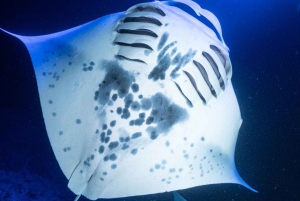 Big Island: Manta Rochen Schnorchel Bootstour