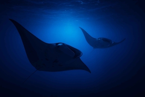 Big Island: Manta Rochen Schnorchel Bootstour