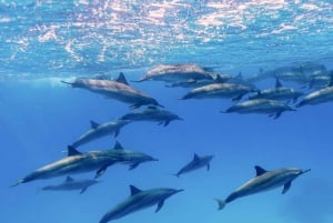 Big Island: Schnorchelausflug zum Captain Cook's Monument am Morgen