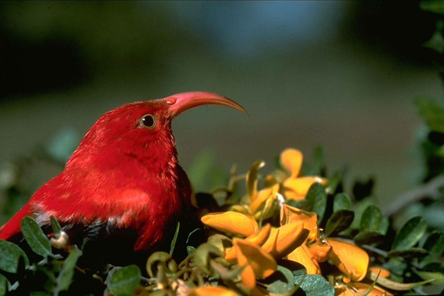 Big Island: Innfødt fugletitting og fottur