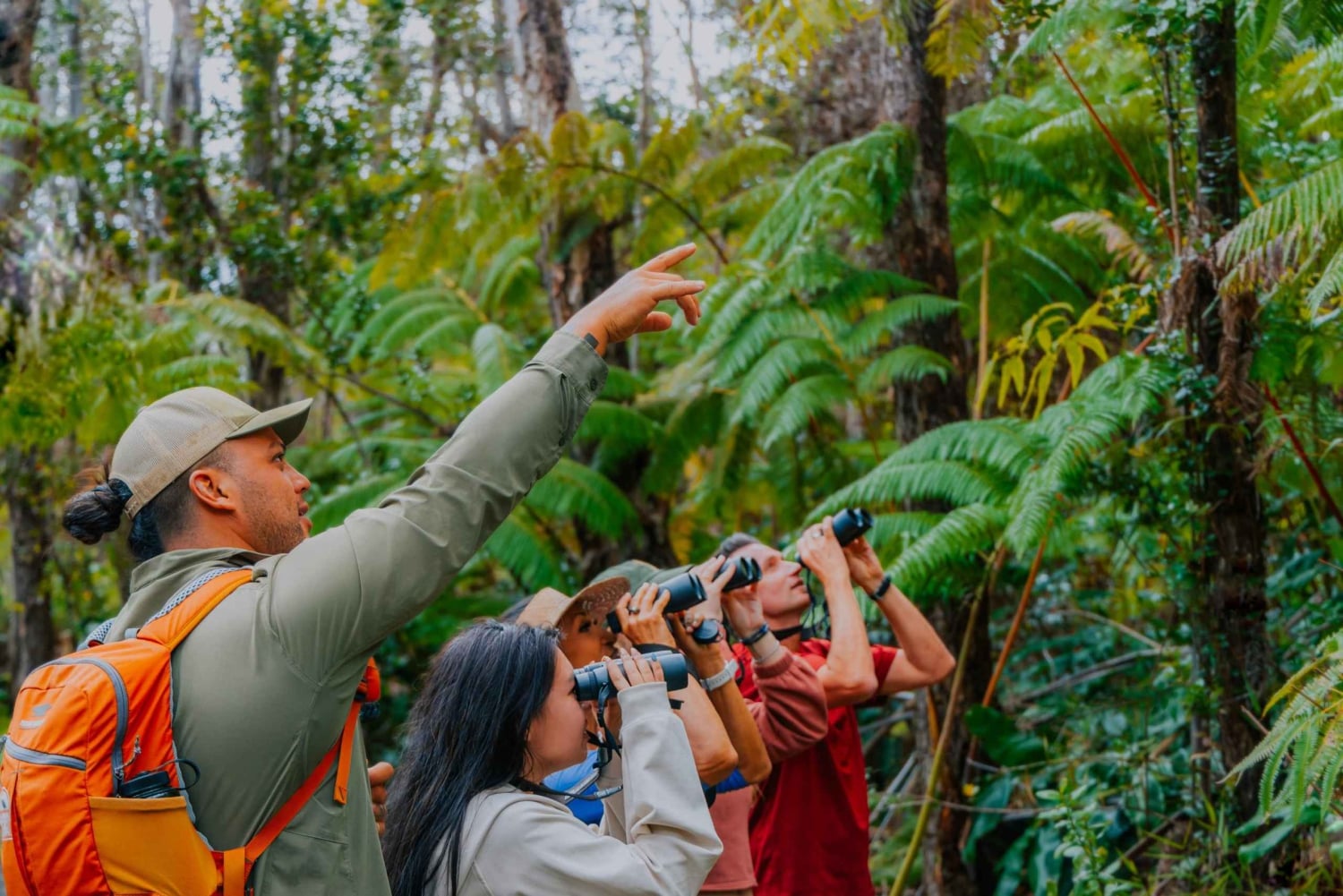 Big Island: tour di osservazione degli uccelli nativi ed escursionismo
