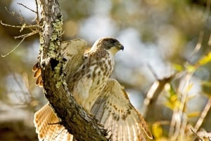 Big Island: Einheimische Vögel beobachten & Wandertour
