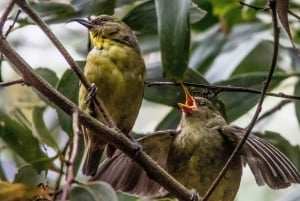 Isla Grande: Excursión de senderismo y observación de aves autóctonas