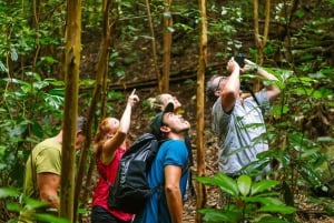 Big Island: Einheimische Vögel beobachten & Wandertour